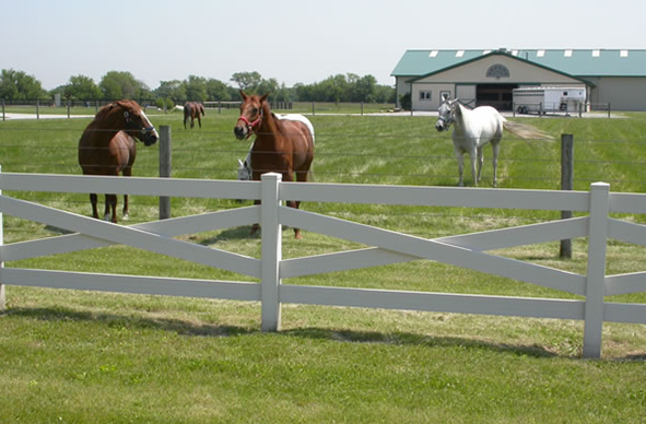horses behind fence