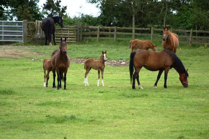 Horses Grazing in Pasture horses in pasture