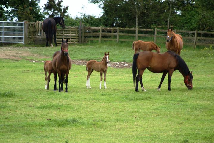 horses in pasture