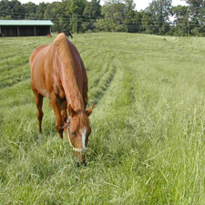 horse in pasture