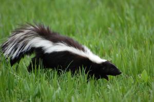 Skunks Can Cause EPM skunks can cause EPM