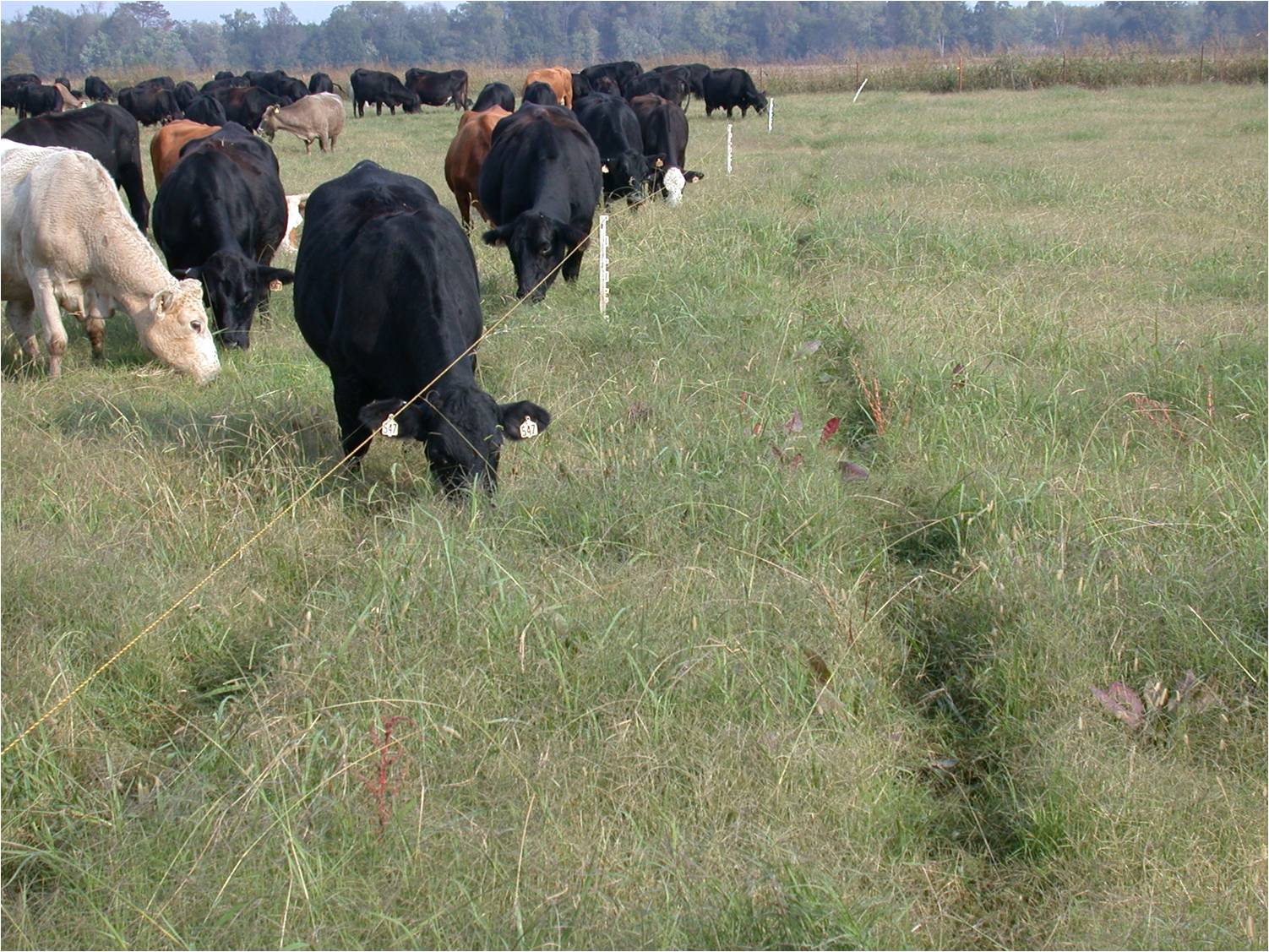 Brangus Cross Cow - 300 Day Graze Demo