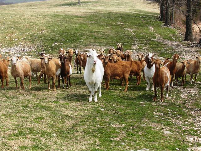 Herd of Goats