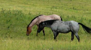 A light brown horse and a gray horse that both have dark manes and tails are in a grazing in a green field.