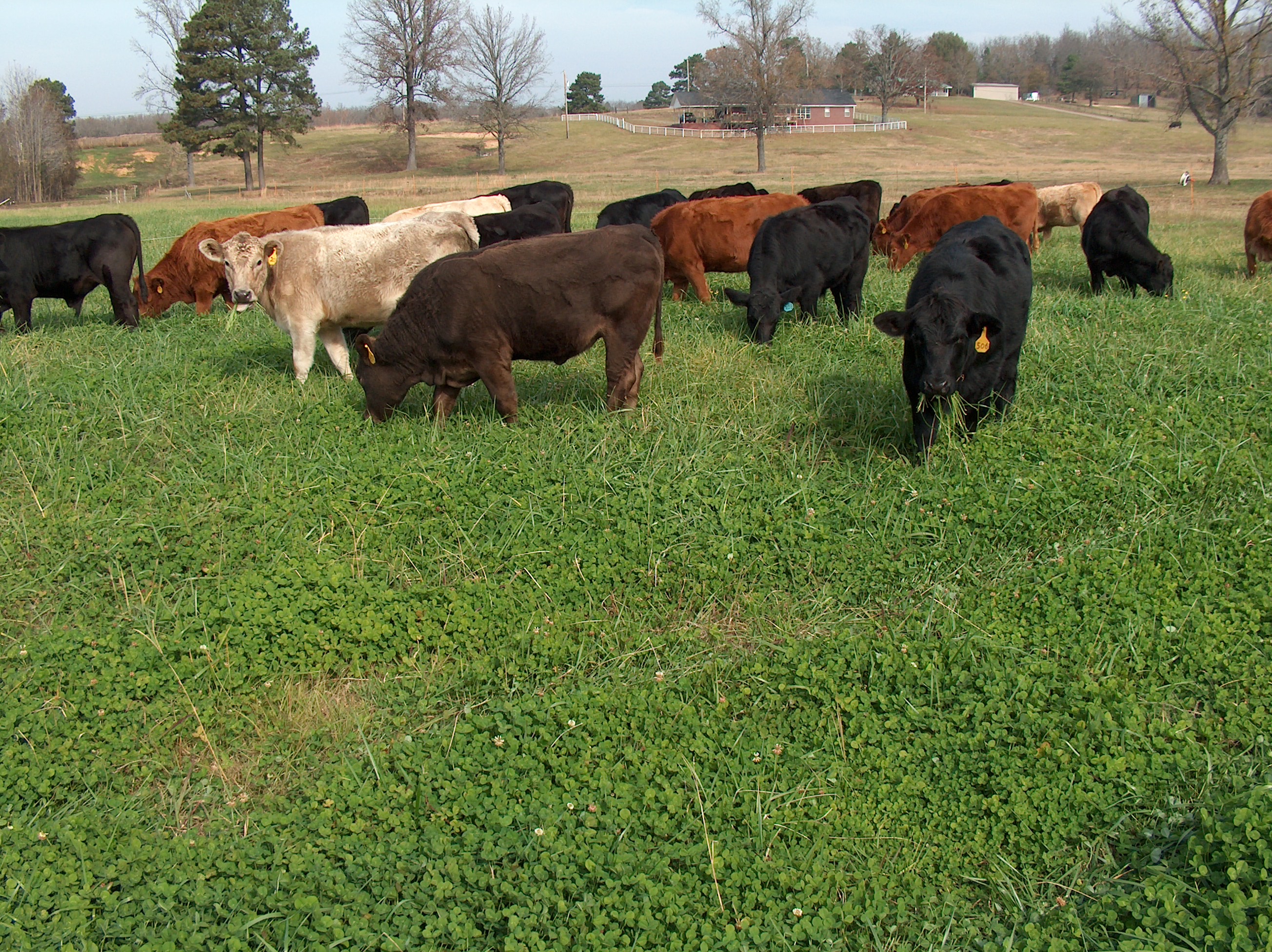 Cattle Grazing