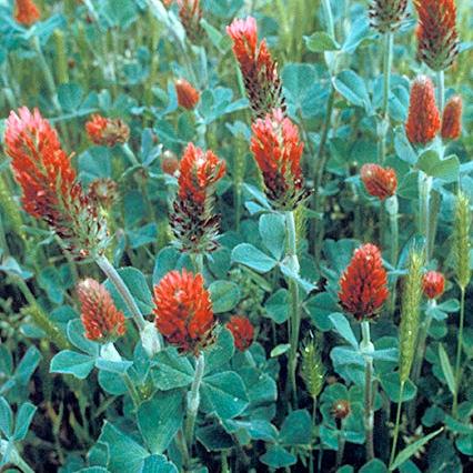 Crimson Clover