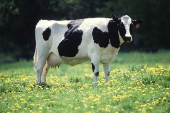 Holstein Dairy Cow