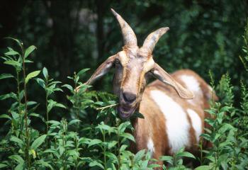 Light brown goat with large white splotches and horns is biting the top off of a green leafy plant.