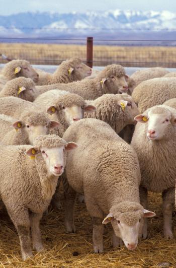 Herd of light brown sheep standing in a pen.