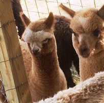 Alpacas in Crawford County.