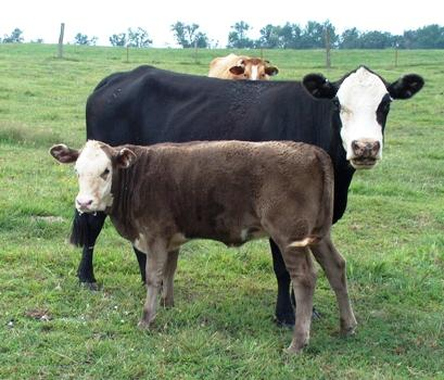 Baldy with calf