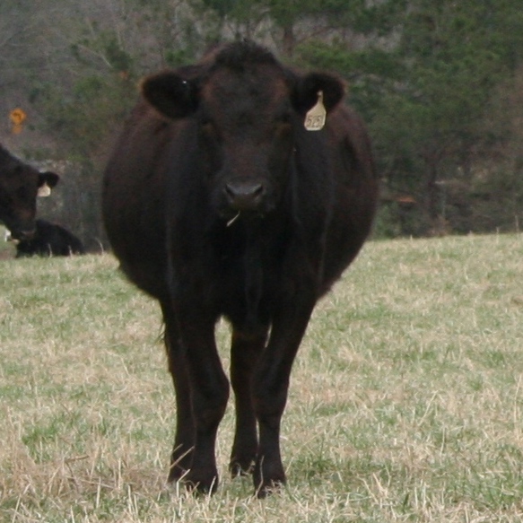 Black Angus Cow