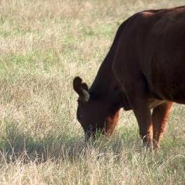 Cow and hay