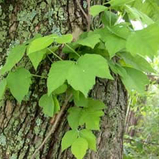 Poison Ivy Vine