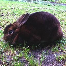 Rabbit Castor Mini Rex