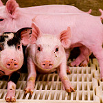 Picture of piglets