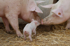 Sows and a baby pig.