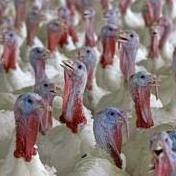 turkeys