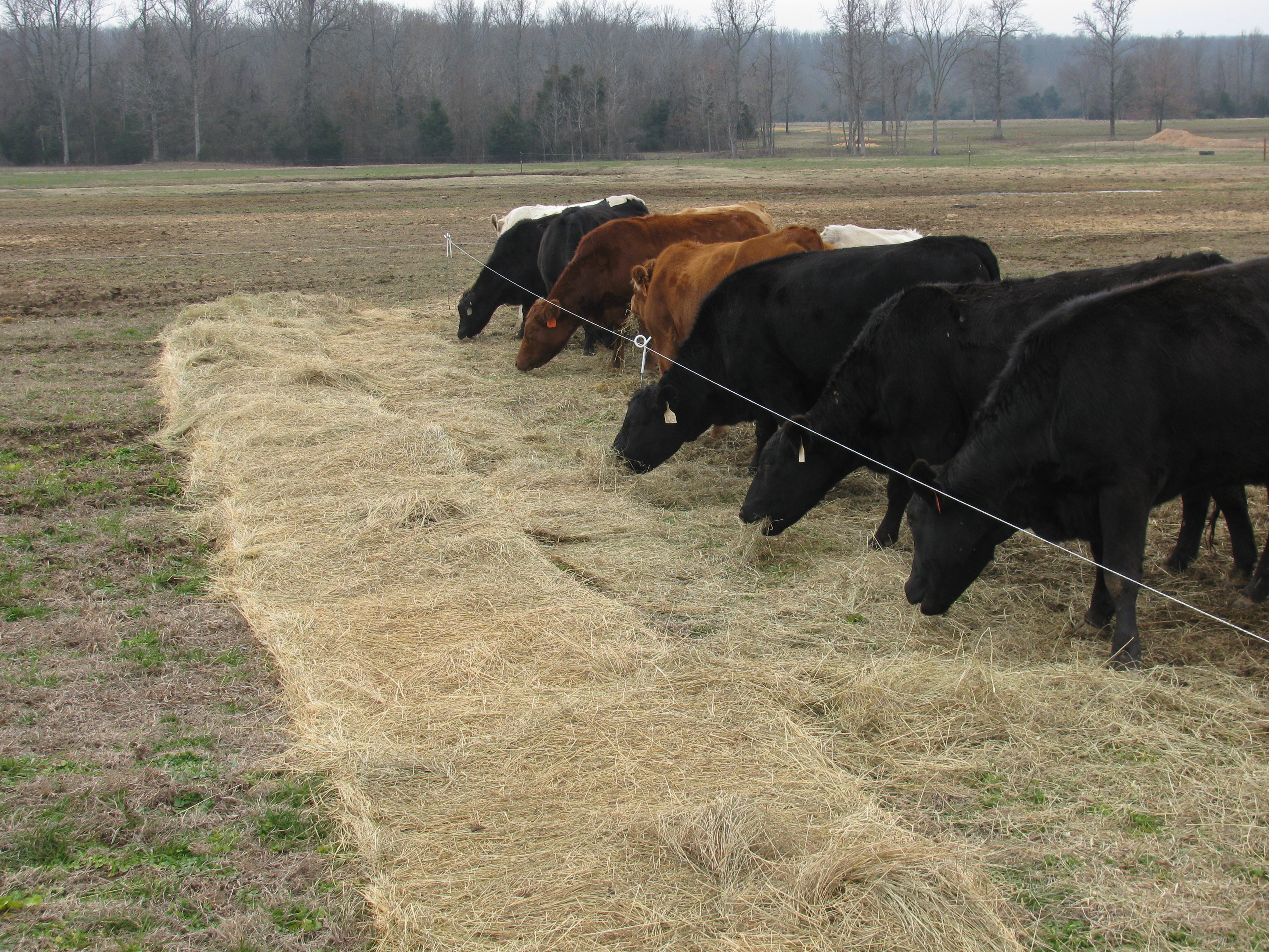 Hereford Cow with Round Bale Feeder