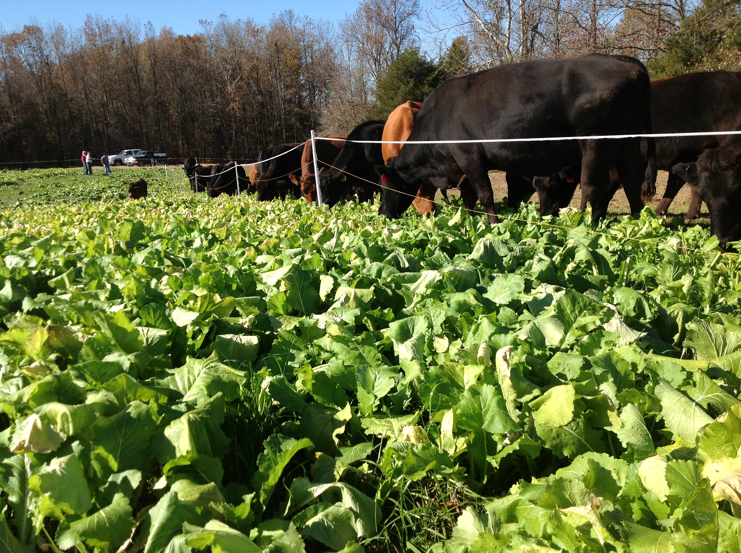 KS - Brangus with Forage Brassica