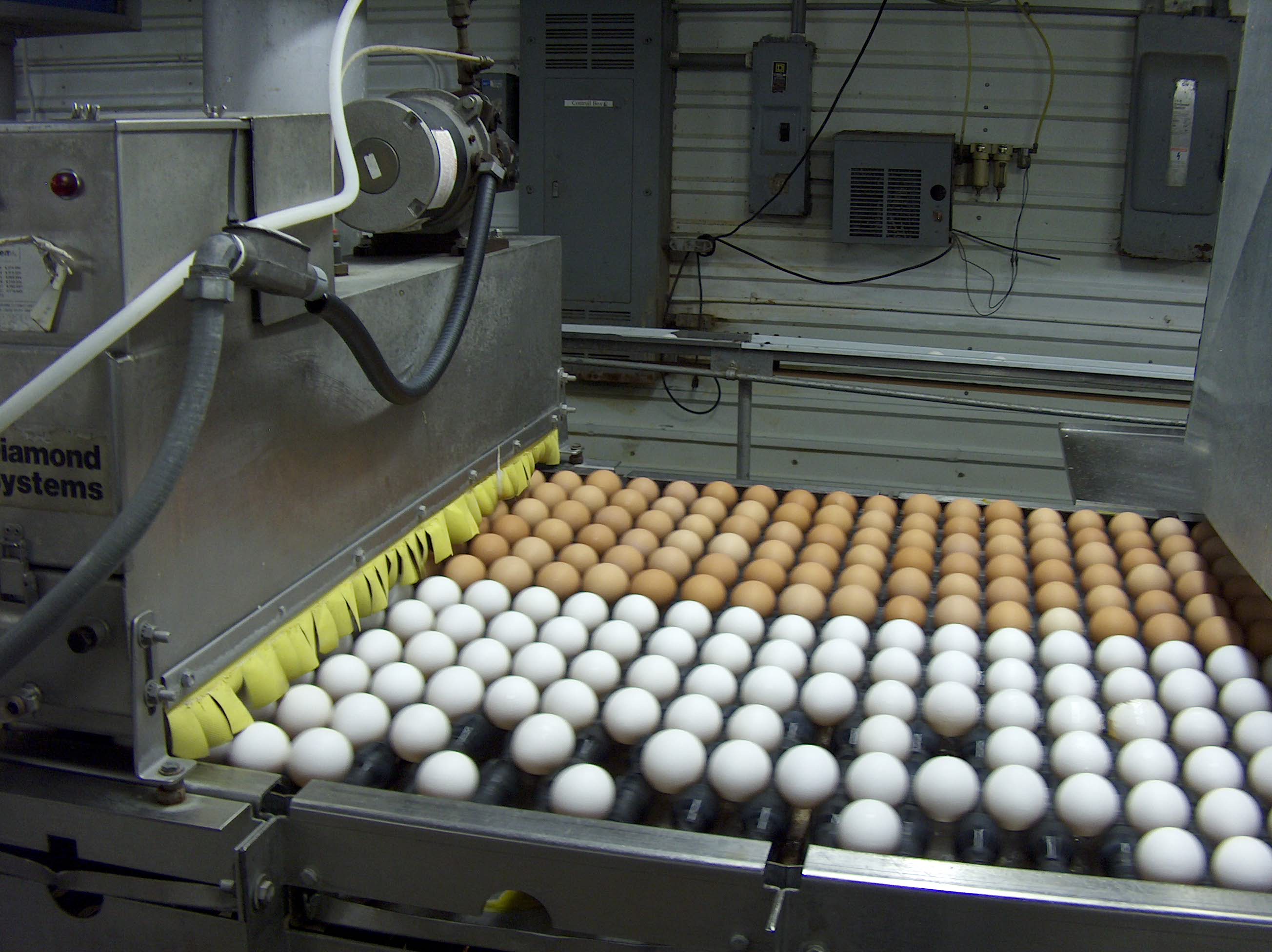 White and brown eggs on a production line.