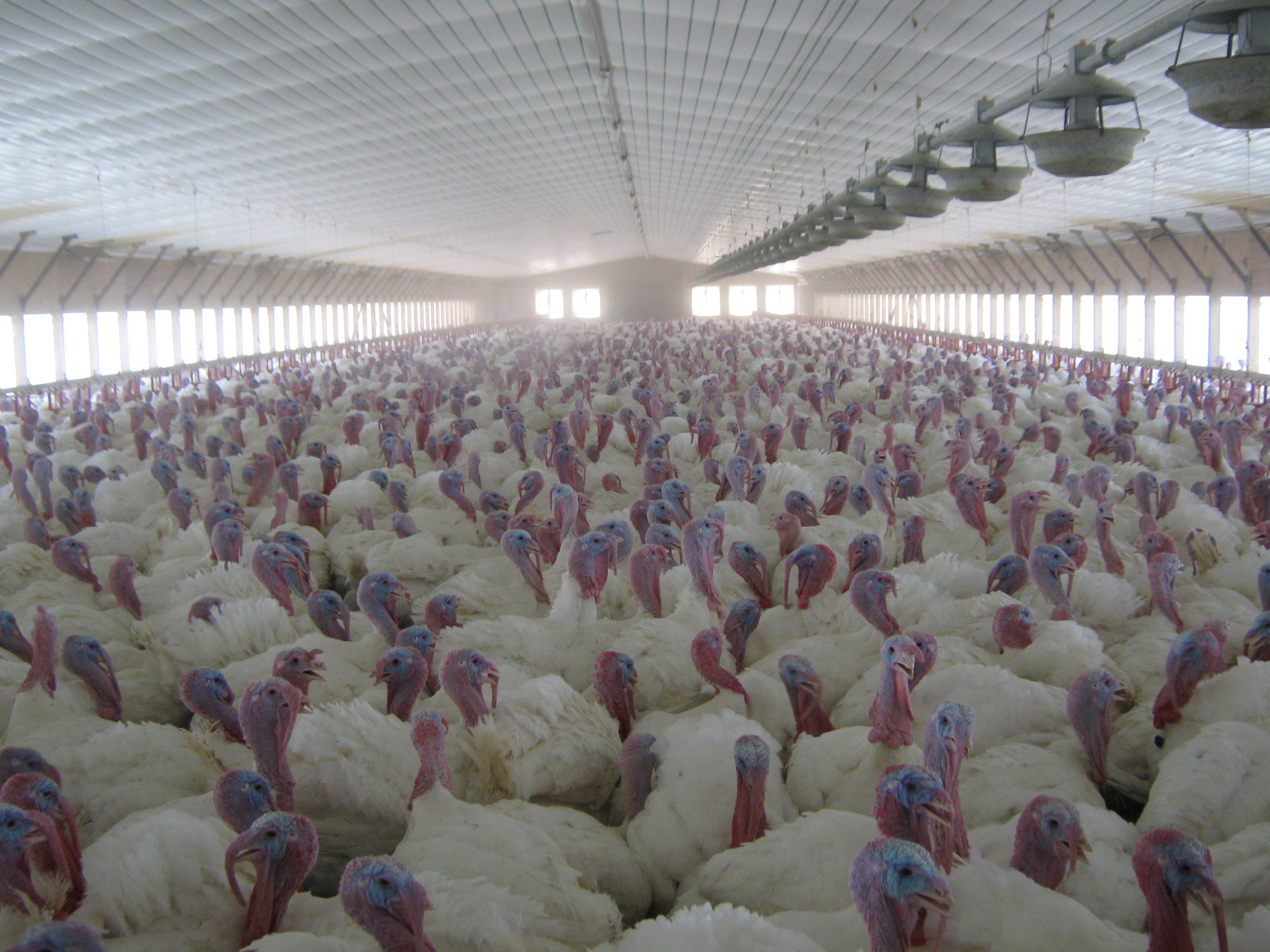 Turkeys in a commecial poultry house.