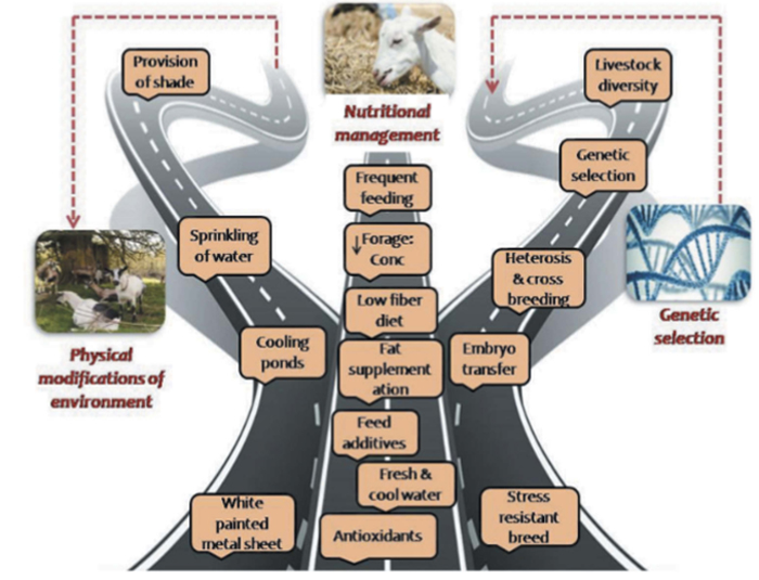 physical modifications of environment like provision shade, sprinkling of water, cooling ponds, white painted metal sheet. Nutritional Mangement things like frequent feeding, forage conc, low-fiber diet, fat supplementation, feed additives, fresh and cool water, antioxidants. Genetic selection things like livestock diversity, heterosis and cross breeding, embryo transfer, stress resistant breed