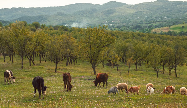 cattle and small goats co-grazing