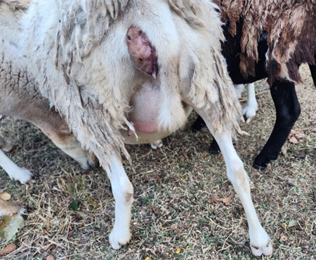ewe two weeks away from lambing