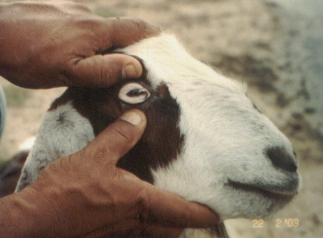 FAMACHA test to look at the color of the goats eye membrane
