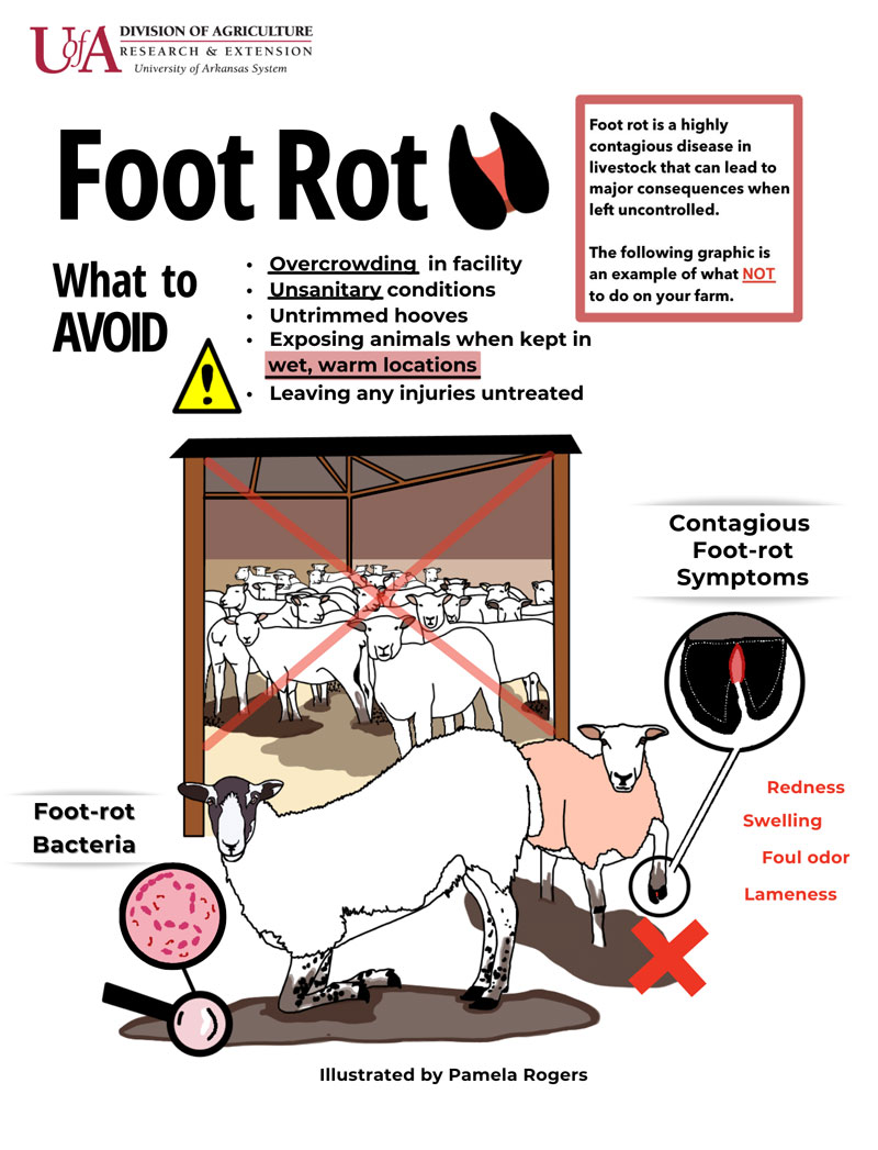 Foot Rot flyer image including the symptoms of foot rot