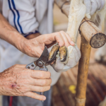 trimming goat hoof