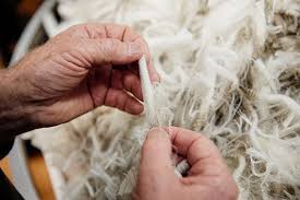 Hands combing through wool