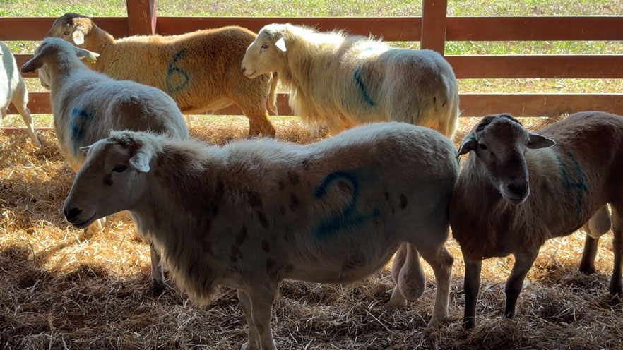 Rams labeled with numbers