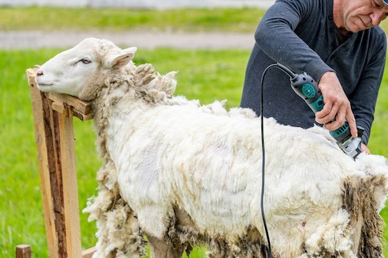 Man shearing a sheep