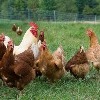 Rooster and hens in backyard pen