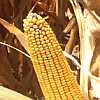 Field Corn Production | Row Crops | Farm & Ranch | Arkansas Extension