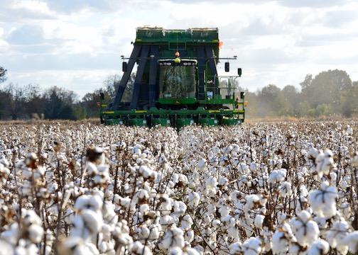 Cotton Harvest | Row Crops | Farm & Ranch | Arkansas Extension