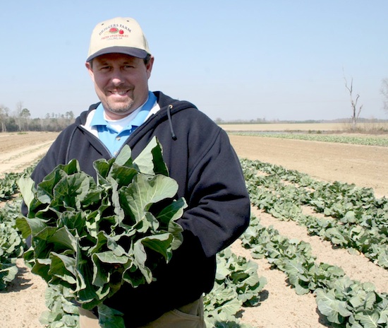 Farmer holding a large cabbage plant in an open field