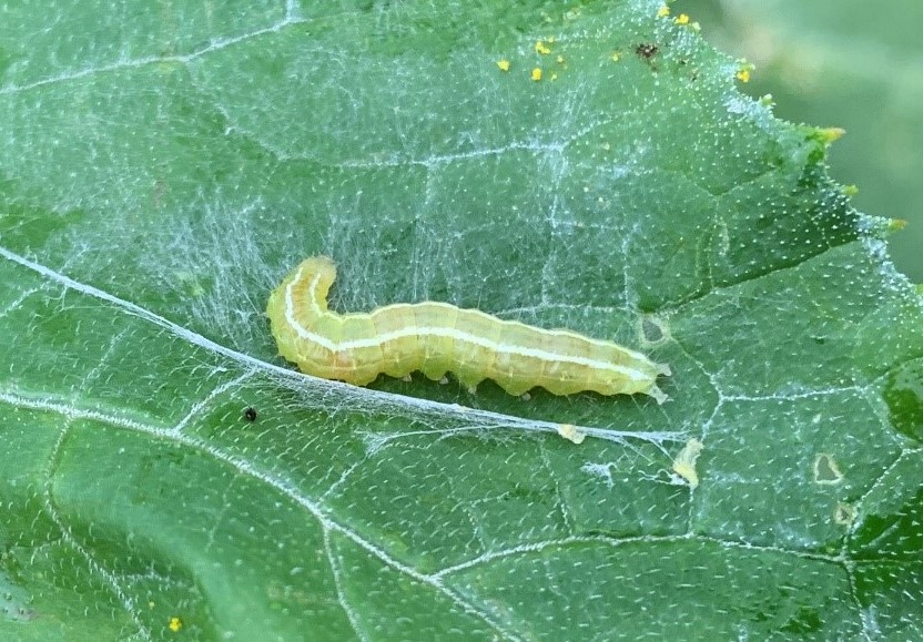 Melon worm larvae.