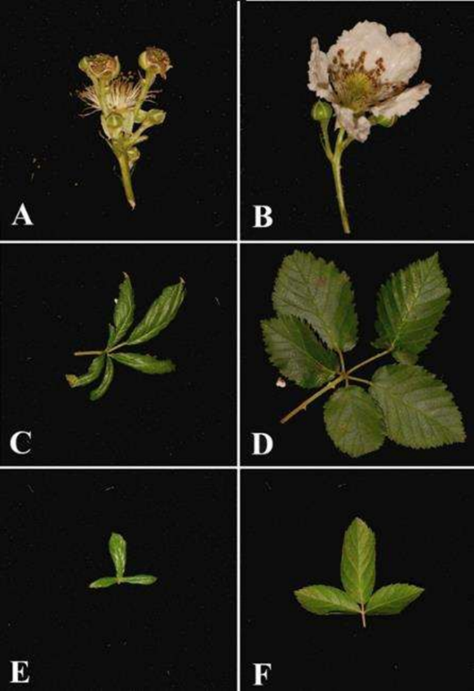 Broad mite damage (left) and normal growth (right) in blackberry.