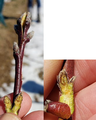 Peach buds with cold injury, Photo: Amanda McWhirt