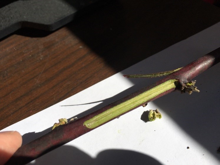 Blackberry cane not showing injury, Photo: Dave Freeze