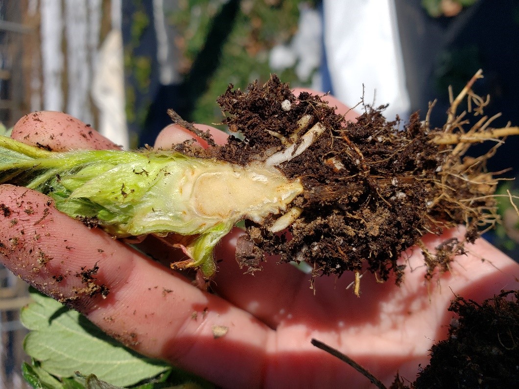 Strawberry crown showing minor cold injury to some parts of the top of the crown (minor darkening/browning) Photo: Amanda McWhirt