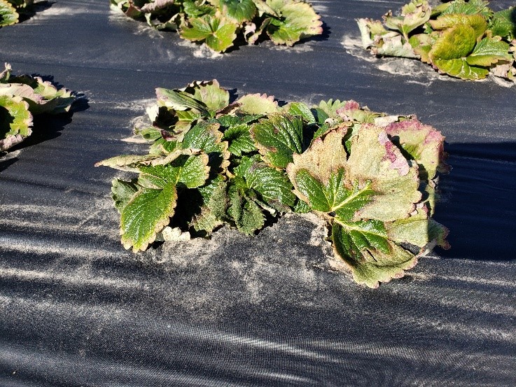 Freeze injury to strawberry leaves, Photo: Amanda McWhirt