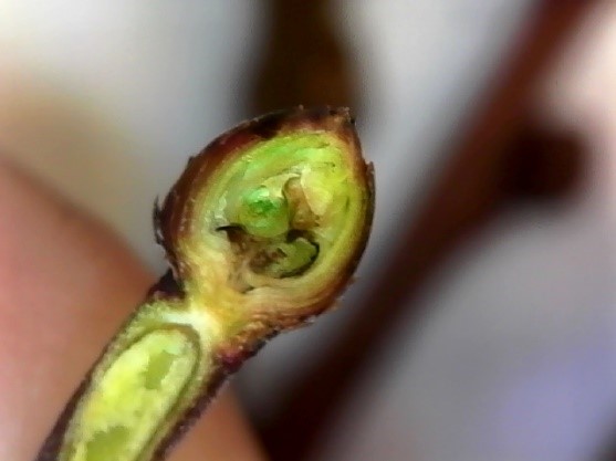 Blueberry bud with injury, photo: Amanda McWhirt