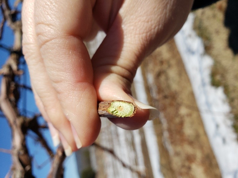 Grape cane that is still green, showing no damage. Photo: Amanda McWhirt