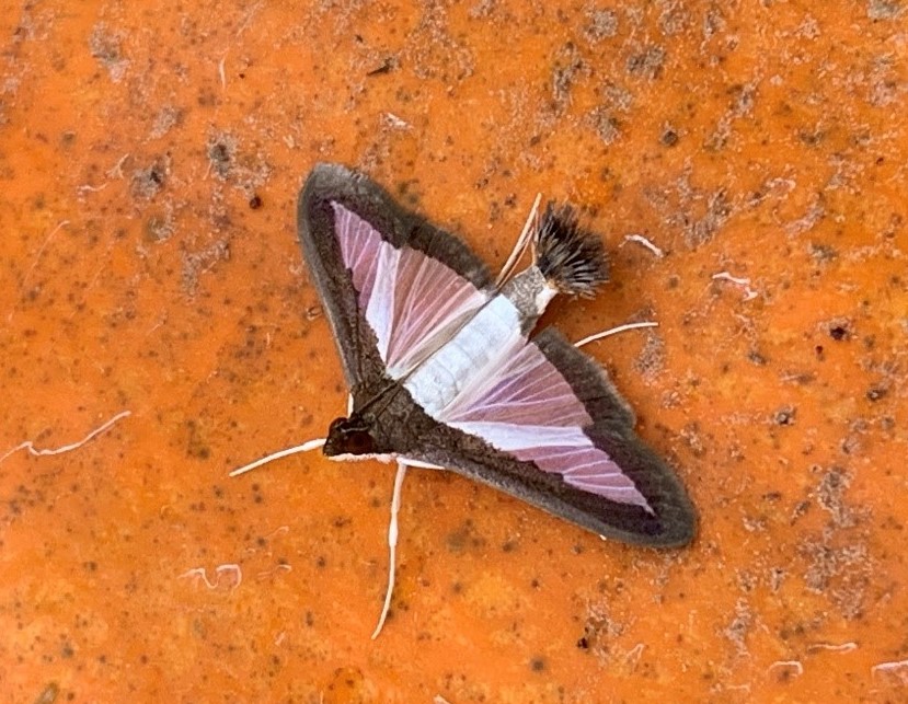 Melon worm moth.