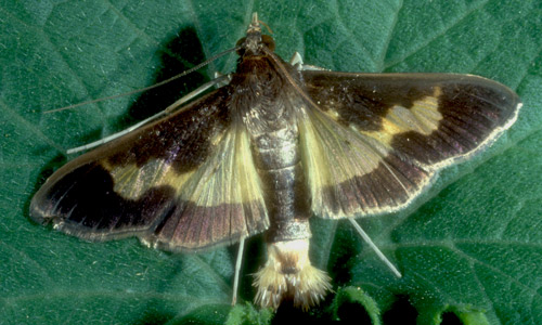Pickle worm moth