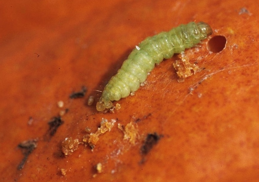 Pickle worm larvae